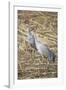 Sandhill Cranes-DLILLC-Framed Photographic Print