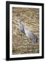 Sandhill Cranes-DLILLC-Framed Photographic Print