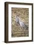 Sandhill Cranes-DLILLC-Framed Photographic Print