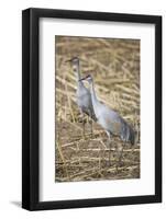 Sandhill Cranes-DLILLC-Framed Photographic Print