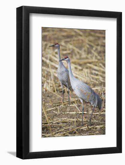 Sandhill Cranes-DLILLC-Framed Photographic Print