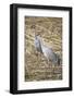 Sandhill Cranes-DLILLC-Framed Photographic Print