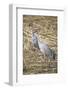 Sandhill Cranes-DLILLC-Framed Photographic Print