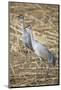 Sandhill Cranes-DLILLC-Mounted Photographic Print