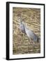 Sandhill Cranes-DLILLC-Framed Photographic Print