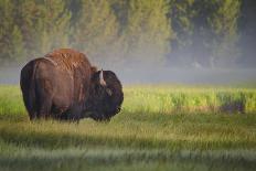Bison in Morning Light-Sandipan Biswas-Photographic Print
