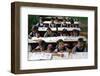 Sandipani Muni School for needy girls run by Food for Life, Vrindavan, Uttar Pradesh, India-Godong-Framed Photographic Print