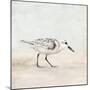 Sandpiper 1-Kimberly Allen-Mounted Art Print