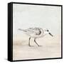 Sandpiper 1-Kimberly Allen-Framed Stretched Canvas
