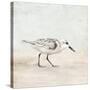 Sandpiper 1-Kimberly Allen-Stretched Canvas