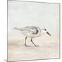 Sandpiper 1-Kimberly Allen-Mounted Art Print