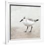 Sandpiper 2-Kimberly Allen-Framed Art Print