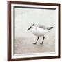 Sandpiper 2-Kimberly Allen-Framed Art Print