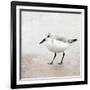 Sandpiper 2-Kimberly Allen-Framed Art Print