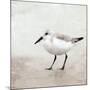 Sandpiper 2-Kimberly Allen-Mounted Art Print