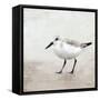 Sandpiper 2-Kimberly Allen-Framed Stretched Canvas