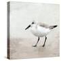 Sandpiper 2-Kimberly Allen-Stretched Canvas