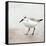 Sandpiper 2-Kimberly Allen-Framed Stretched Canvas