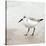 Sandpiper 2-Kimberly Allen-Stretched Canvas