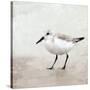 Sandpiper 2-Kimberly Allen-Stretched Canvas