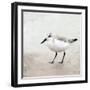 Sandpiper 2-Kimberly Allen-Framed Art Print