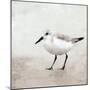 Sandpiper 2-Kimberly Allen-Mounted Art Print