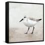 Sandpiper 2-Kimberly Allen-Framed Stretched Canvas