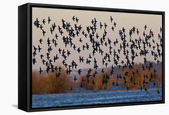 Sandpiper Flock at Sunset-Ken Archer-Framed Stretched Canvas