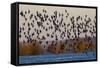 Sandpiper Flock at Sunset-Ken Archer-Framed Stretched Canvas