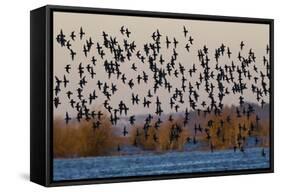 Sandpiper Flock at Sunset-Ken Archer-Framed Stretched Canvas