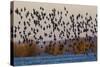 Sandpiper Flock at Sunset-Ken Archer-Stretched Canvas