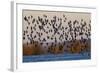 Sandpiper Flock at Sunset-Ken Archer-Framed Photographic Print