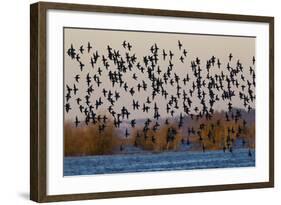 Sandpiper Flock at Sunset-Ken Archer-Framed Photographic Print