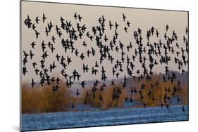 Sandpiper Flock at Sunset-Ken Archer-Mounted Photographic Print