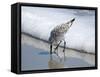 Sandpiper I-Bruce Nawrocke-Framed Stretched Canvas