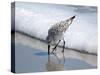 Sandpiper I-Bruce Nawrocke-Stretched Canvas