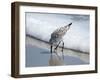 Sandpiper I-Bruce Nawrocke-Framed Photographic Print