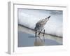 Sandpiper I-Bruce Nawrocke-Framed Photographic Print