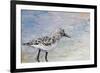 Sandpiper I-Walt Johnson-Framed Premium Giclee Print