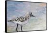 Sandpiper I-Walt Johnson-Framed Stretched Canvas