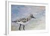 Sandpiper I-Walt Johnson-Framed Art Print