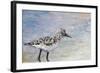 Sandpiper I-Walt Johnson-Framed Art Print