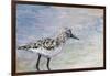 Sandpiper I-Walt Johnson-Framed Art Print