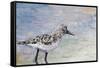 Sandpiper I-Walt Johnson-Framed Stretched Canvas