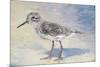 Sandpiper II-Walt Johnson-Mounted Premium Giclee Print