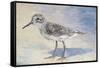 Sandpiper II-Walt Johnson-Framed Stretched Canvas