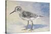 Sandpiper II-Walt Johnson-Stretched Canvas