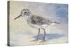 Sandpiper II-Walt Johnson-Stretched Canvas