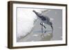 Sandpiper II-Bruce Nawrocke-Framed Art Print
