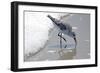 Sandpiper II-Bruce Nawrocke-Framed Art Print